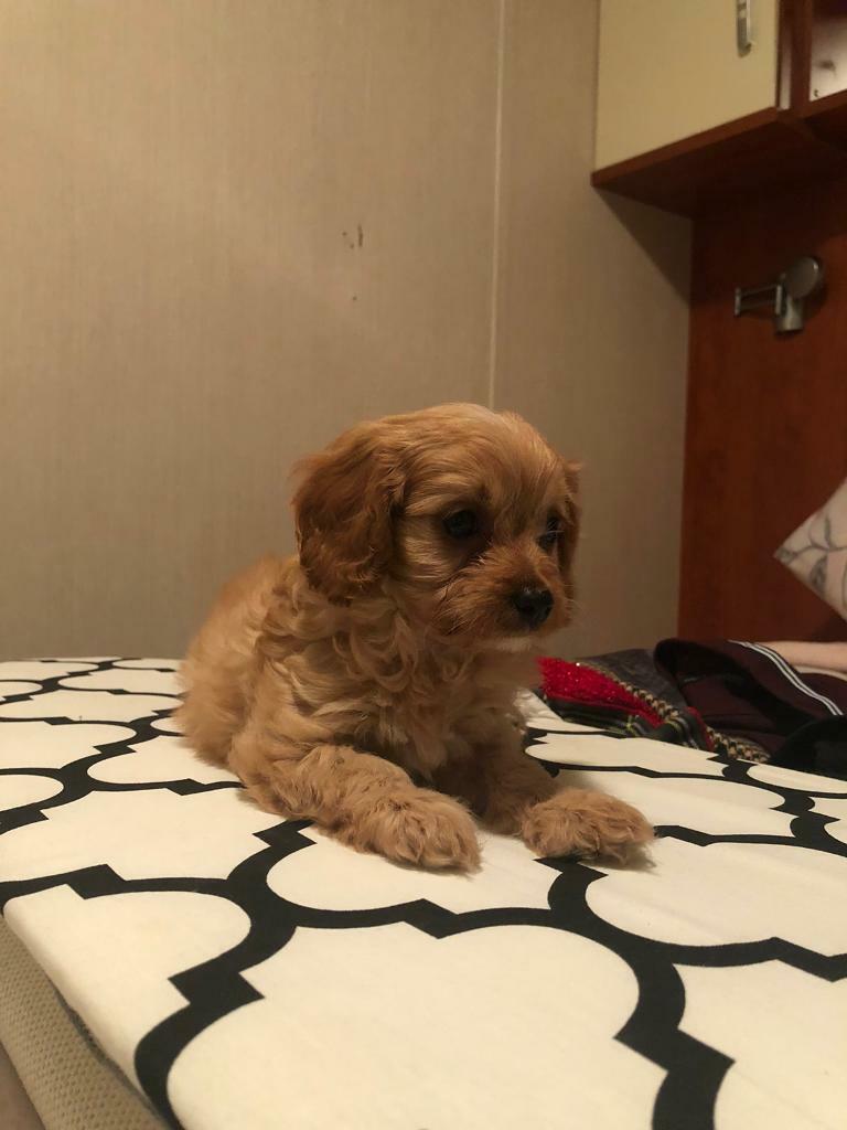 gumtree cavapoo puppies